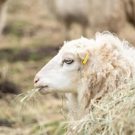 Feriengut Gaarz - 29 Séjour à la ferme Gohl