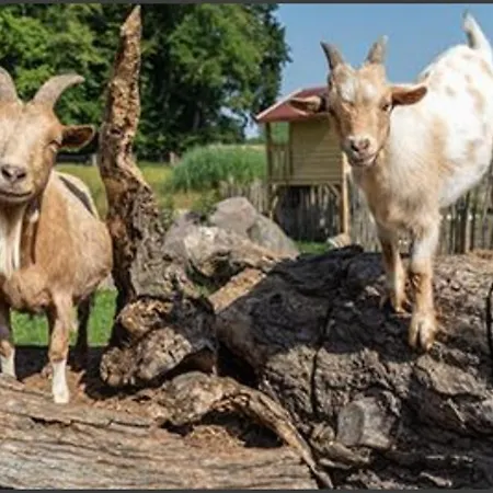 Séjour à la ferme Feriengut Gaarz - 29