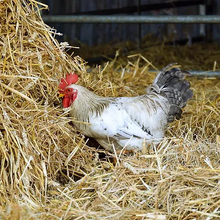 Feriengut Gaarz - 29 Séjour à la ferme Gohl