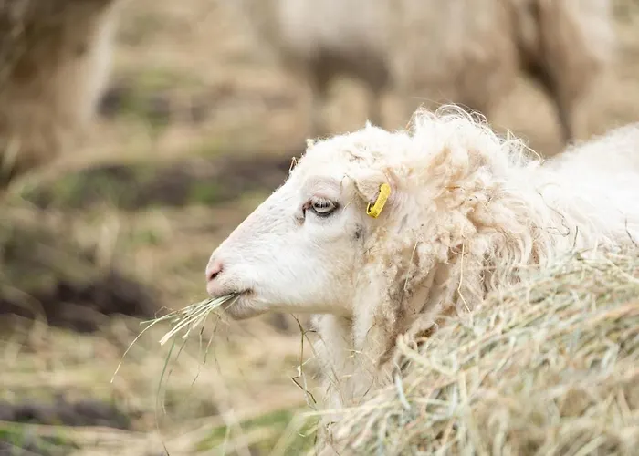 Feriengut Gaarz - 29