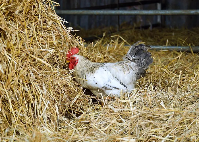 Feriengut Gaarz - 29 Séjour à la ferme Gohl
